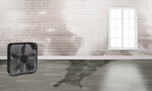 Best Water damage cleanup near me  in Doylestown, OH